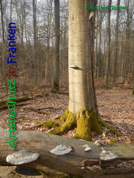 Copyright AiS Peter Runkel Bild zum Eintrag (64999-160)
