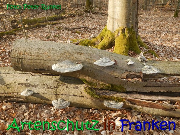 Copyright AiS Peter Runkel Bild zum Eintrag (65000-160)