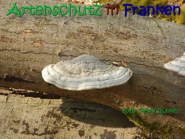 Copyright AiS Peter Runkel Bild zum Eintrag (65001-160)