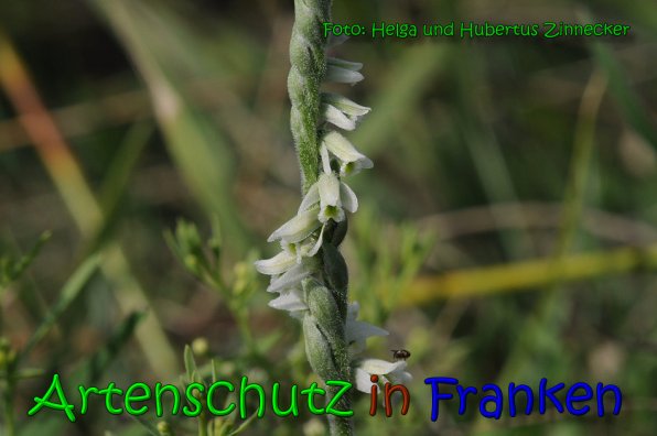 Copyright AiS Helga und Hubertus Zinnecker Bild zum Eintrag (65254-160)