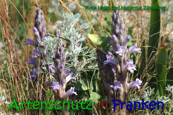 Copyright AiS Helga und Hubertus Zinnecker Bild zum Eintrag (65257-160)