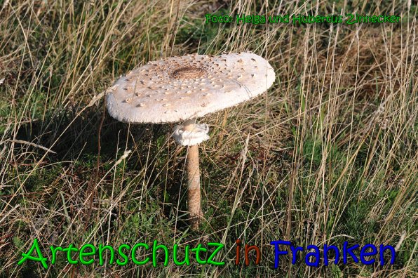 Copyright AiS Helga und Hubertus Zinnecker Bild zum Eintrag (65277-160)