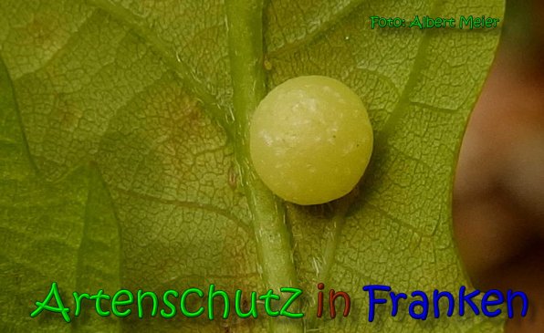 Copyright AiS Albert Meier Bild zum Eintrag (65296-160)