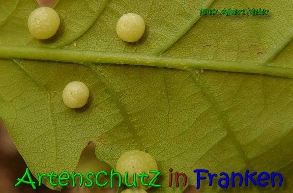 Copyright AiS Albert Meier Bild zum Eintrag (65297-160)