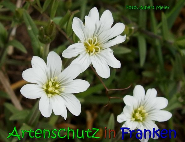 Copyright AiS Albert Meier Bild zum Eintrag (65330-160)