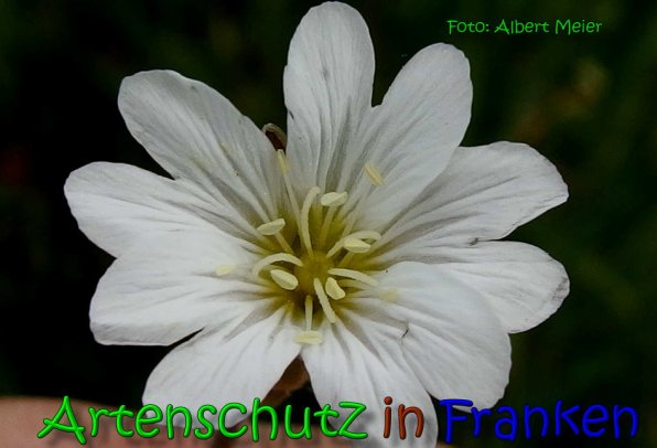 Copyright AiS Albert Meier Bild zum Eintrag (65332-160)
