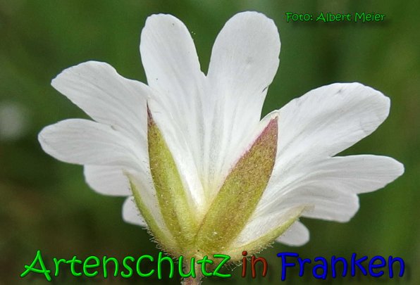 Copyright AiS Albert Meier Bild zum Eintrag (65333-160)