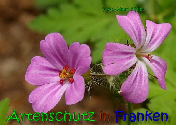 Copyright AiS Albert Meier Bild zum Eintrag (65414-160)