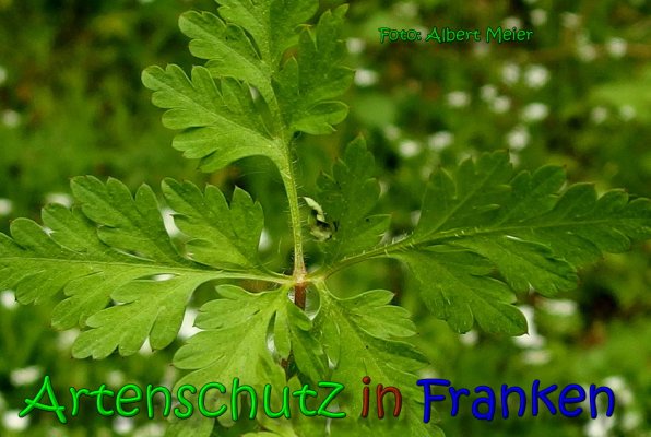 Copyright AiS Albert Meier Bild zum Eintrag (65416-160)