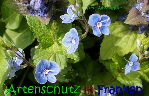Copyright AiS Albert Meier Bild zum Eintrag (65421-160)