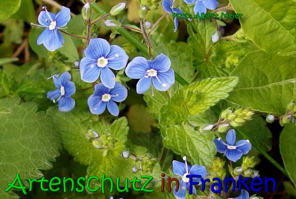 Copyright AiS Albert Meier Bild zum Eintrag (65423-160)