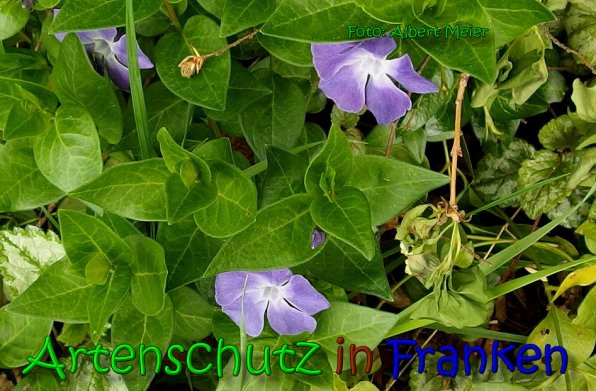 Copyright AiS Albert Meier Bild zum Eintrag (65426-160)