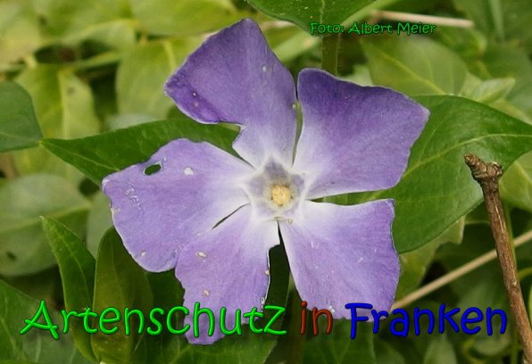 Copyright AiS Albert Meier Bild zum Eintrag (65427-160)