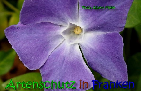 Copyright AiS Albert Meier Bild zum Eintrag (65428-160)