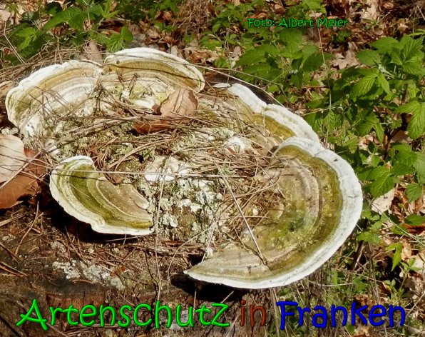 Copyright AiS Albert Meier Bild zum Eintrag (65430-160)