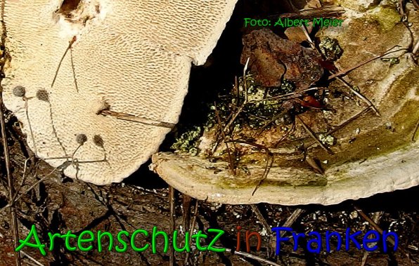 Copyright AiS Albert Meier Bild zum Eintrag (65431-160)