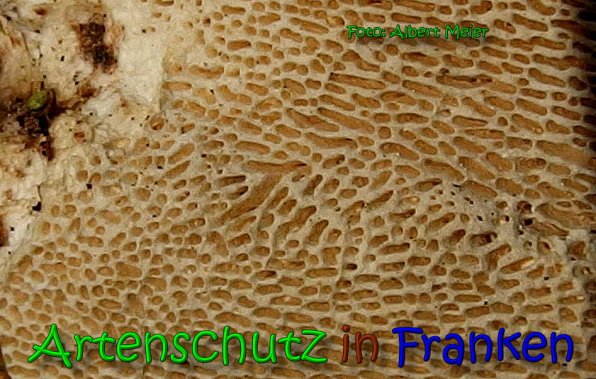 Copyright AiS Albert Meier Bild zum Eintrag (65432-160)