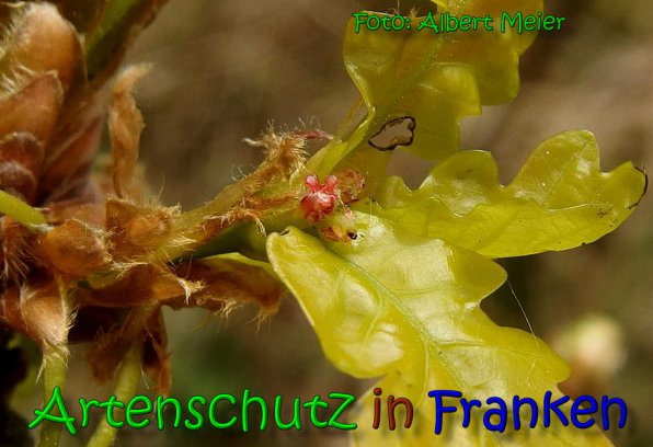 Copyright AiS Albert Meier Bild zum Eintrag (65462-160)