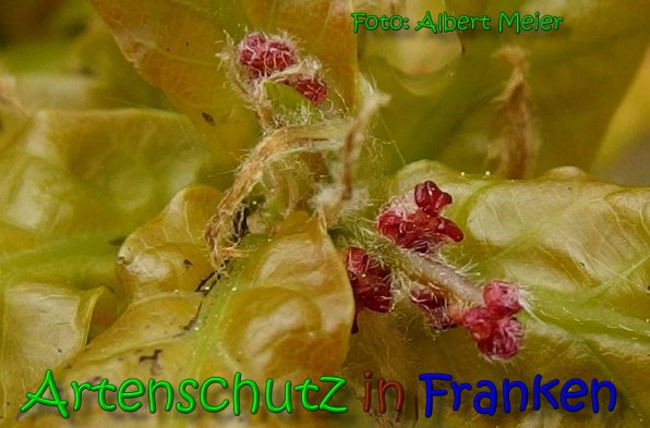 Copyright AiS Albert Meier Bild zum Eintrag (65463-160)