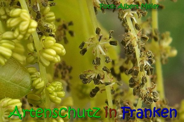 Copyright AiS Albert Meier Bild zum Eintrag (65464-160)