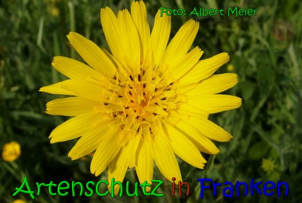 Copyright AiS Albert Meier Bild zum Eintrag (65530-160)