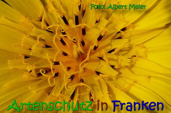 Copyright AiS Albert Meier Bild zum Eintrag (65531-160)