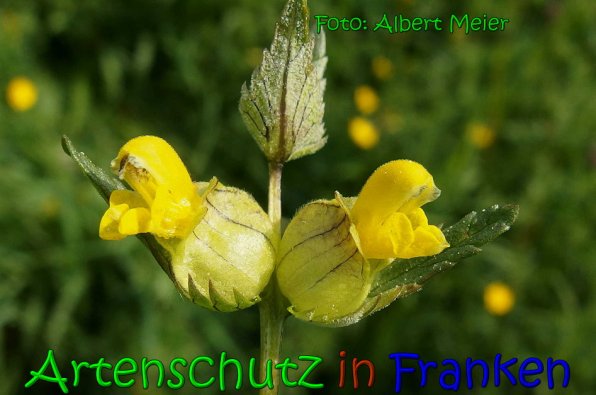 Copyright AiS Albert Meier Bild zum Eintrag (65536-160)