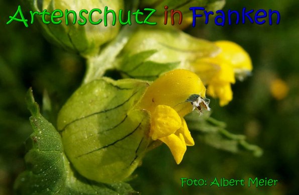 Copyright AiS Albert Meier Bild zum Eintrag (65537-160)