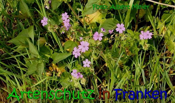 Copyright AiS Albert Meier Bild zum Eintrag (65544-160)