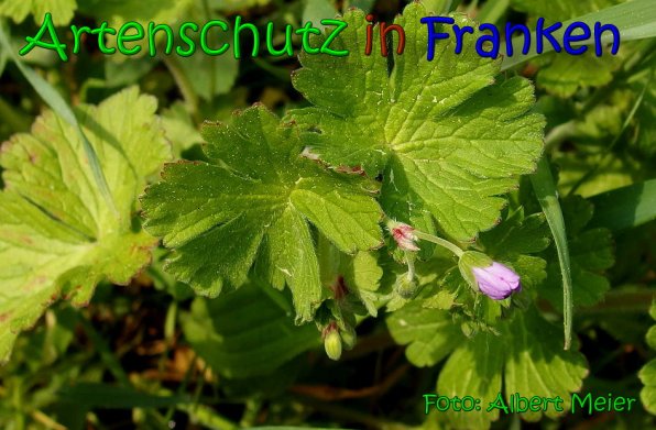 Copyright AiS Albert Meier Bild zum Eintrag (65545-160)