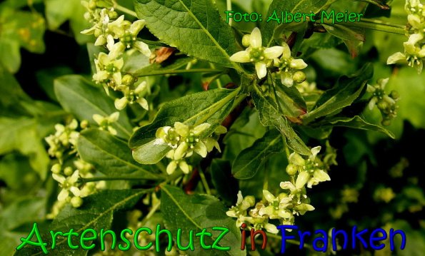 Copyright AiS Albert Meier Bild zum Eintrag (65550-160)