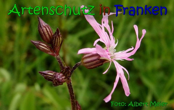 Copyright AiS Albert Meier Bild zum Eintrag (65559-160)