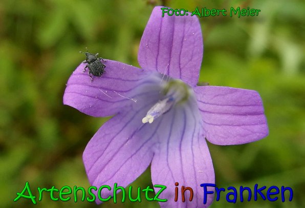 Copyright AiS Albert Meier Bild zum Eintrag (65566-160)
