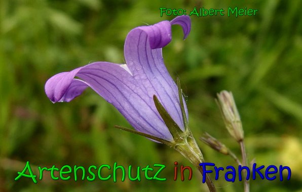 Copyright AiS Albert Meier Bild zum Eintrag (65567-160)