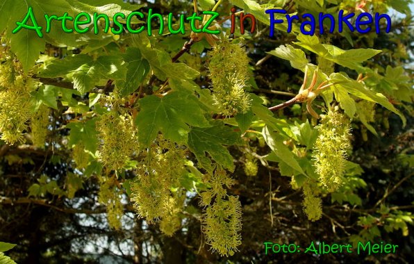Copyright AiS Albert Meier Bild zum Eintrag (65575-160)