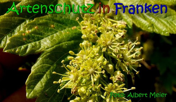 Copyright AiS Albert Meier Bild zum Eintrag (65577-160)