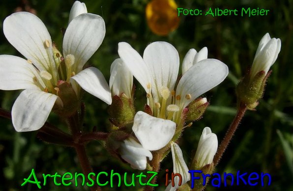 Bild zum Eintrag (65629-160)