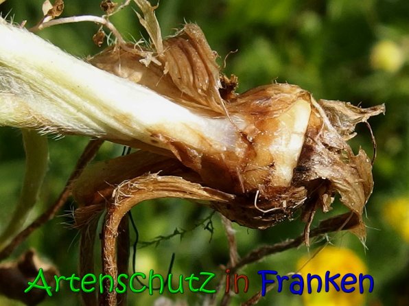 Copyright AiS Albert Meier Bild zum Eintrag (65639-160)