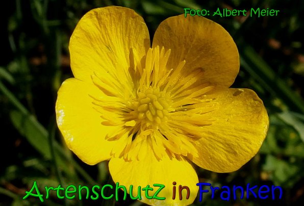 Copyright AiS Albert Meier Bild zum Eintrag (65640-160)