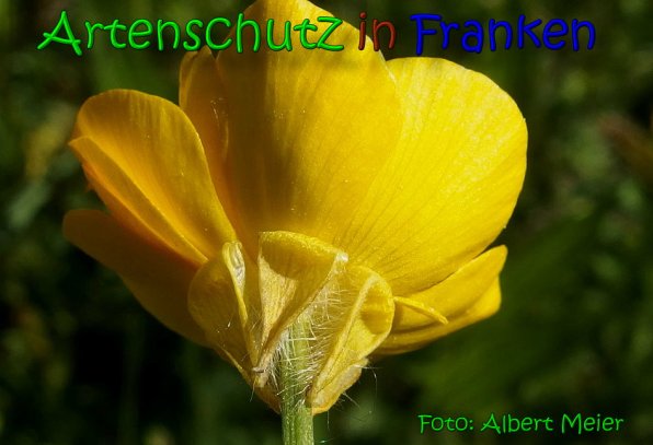 Copyright AiS Albert Meier Bild zum Eintrag (65641-160)