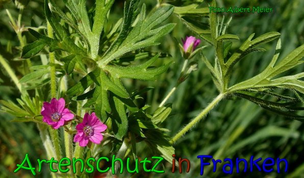Copyright AiS Albert Meier Bild zum Eintrag (65695-160)