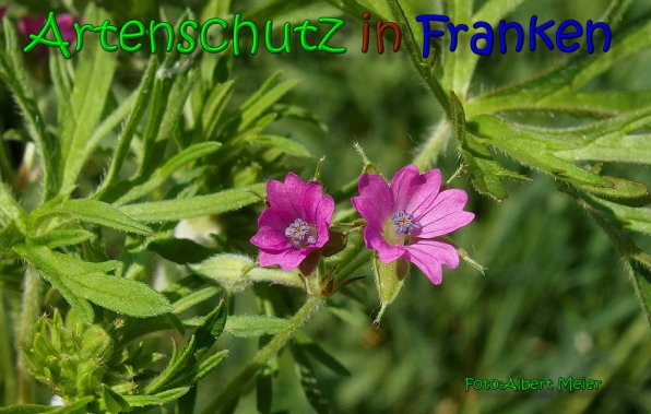 Copyright AiS Albert Meier Bild zum Eintrag (65696-160)
