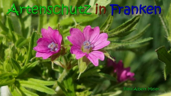 Copyright AiS Albert Meier Bild zum Eintrag (65698-160)