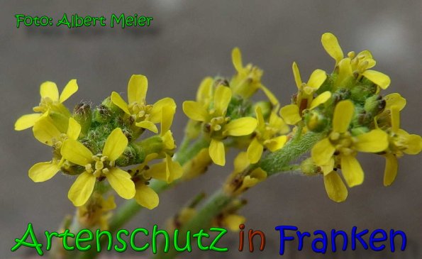 Copyright AiS Albert Meier Bild zum Eintrag (65791-160)
