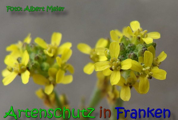 Copyright AiS Albert Meier Bild zum Eintrag (65792-160)