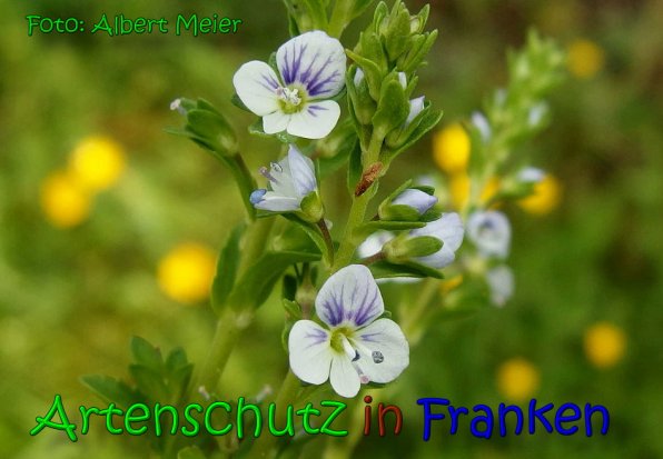 Copyright AiS Albert Meier Bild zum Eintrag (65798-160)
