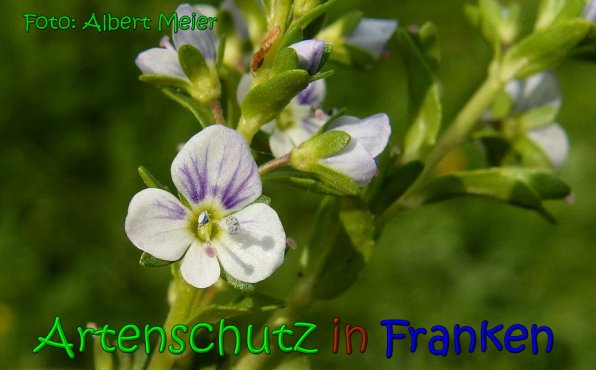 Copyright AiS Albert Meier Bild zum Eintrag (65799-160)