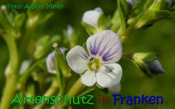 Copyright AiS Albert Meier Bild zum Eintrag (65800-160)