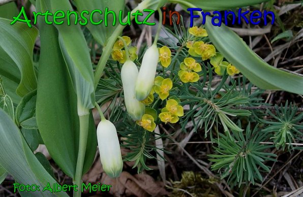 Copyright AiS Albert Meier Bild zum Eintrag (65804-160)