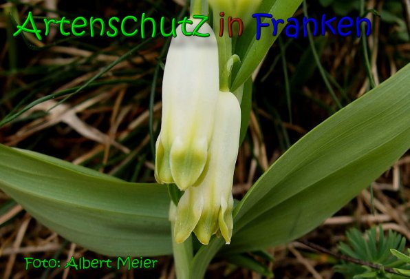 Copyright AiS Albert Meier Bild zum Eintrag (65805-160)